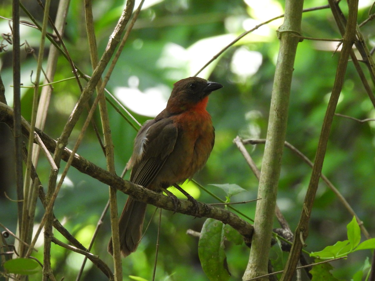 Red-throated Ant-Tanager - Leandro Niebles Puello
