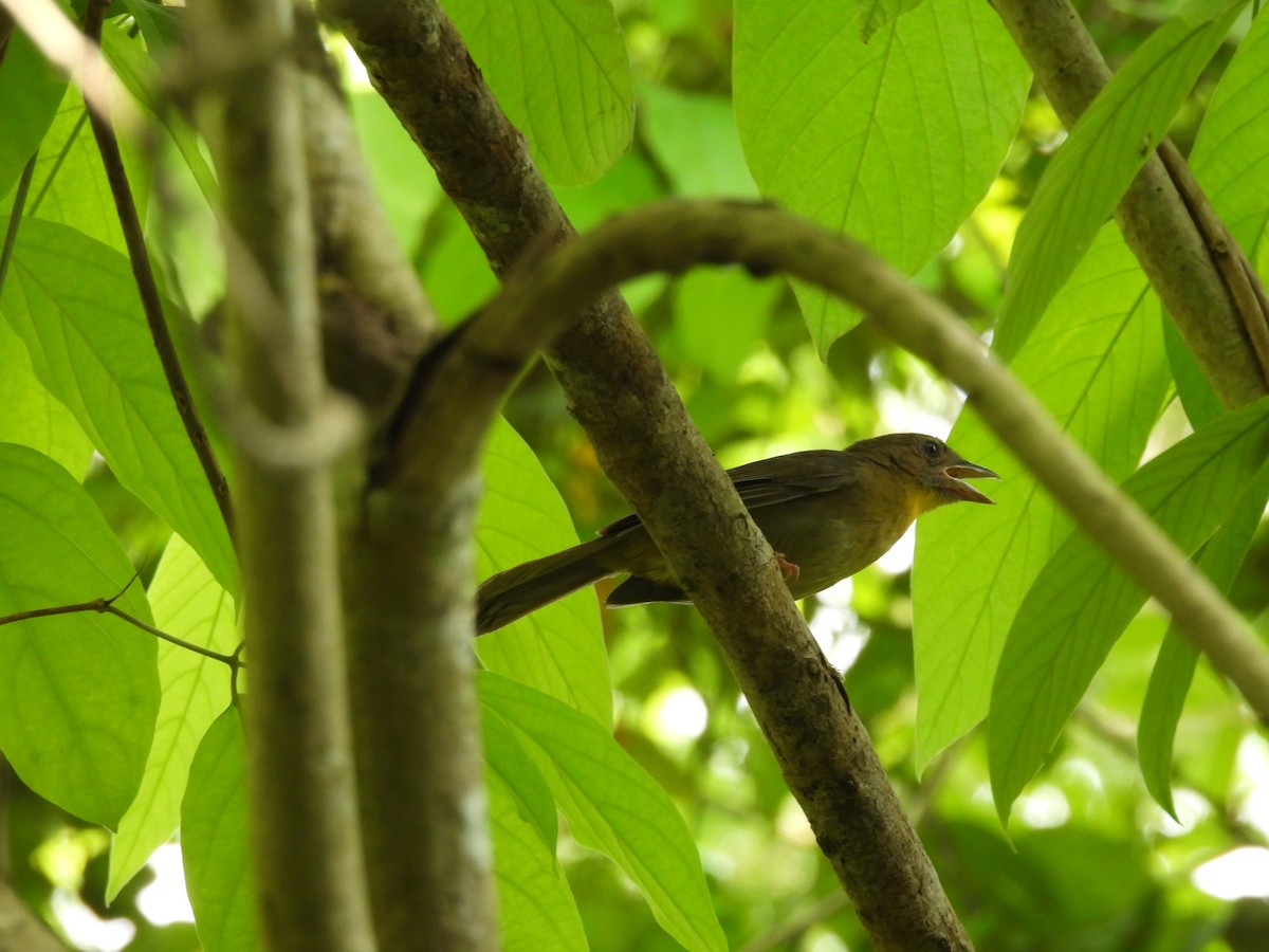 Red-throated Ant-Tanager - Leandro Niebles Puello