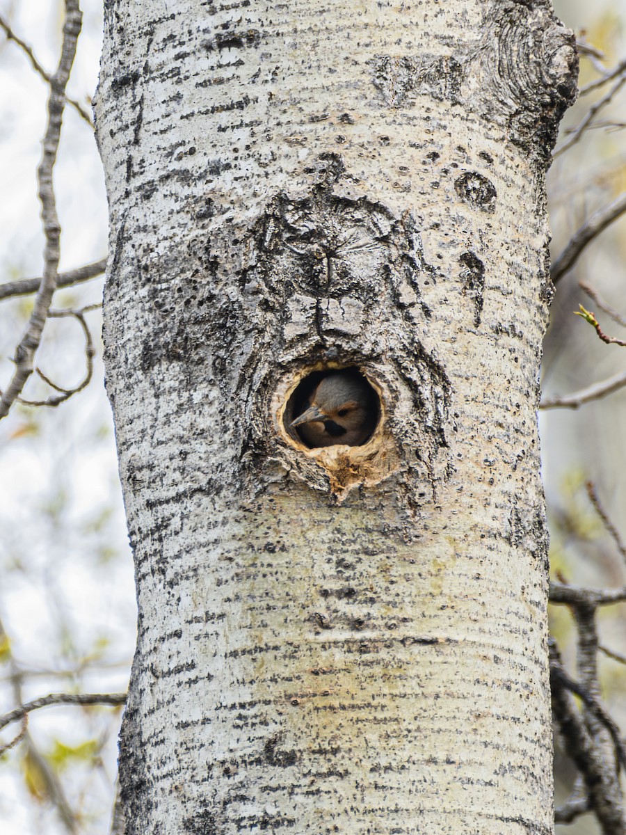 Northern Flicker - Albert Picard