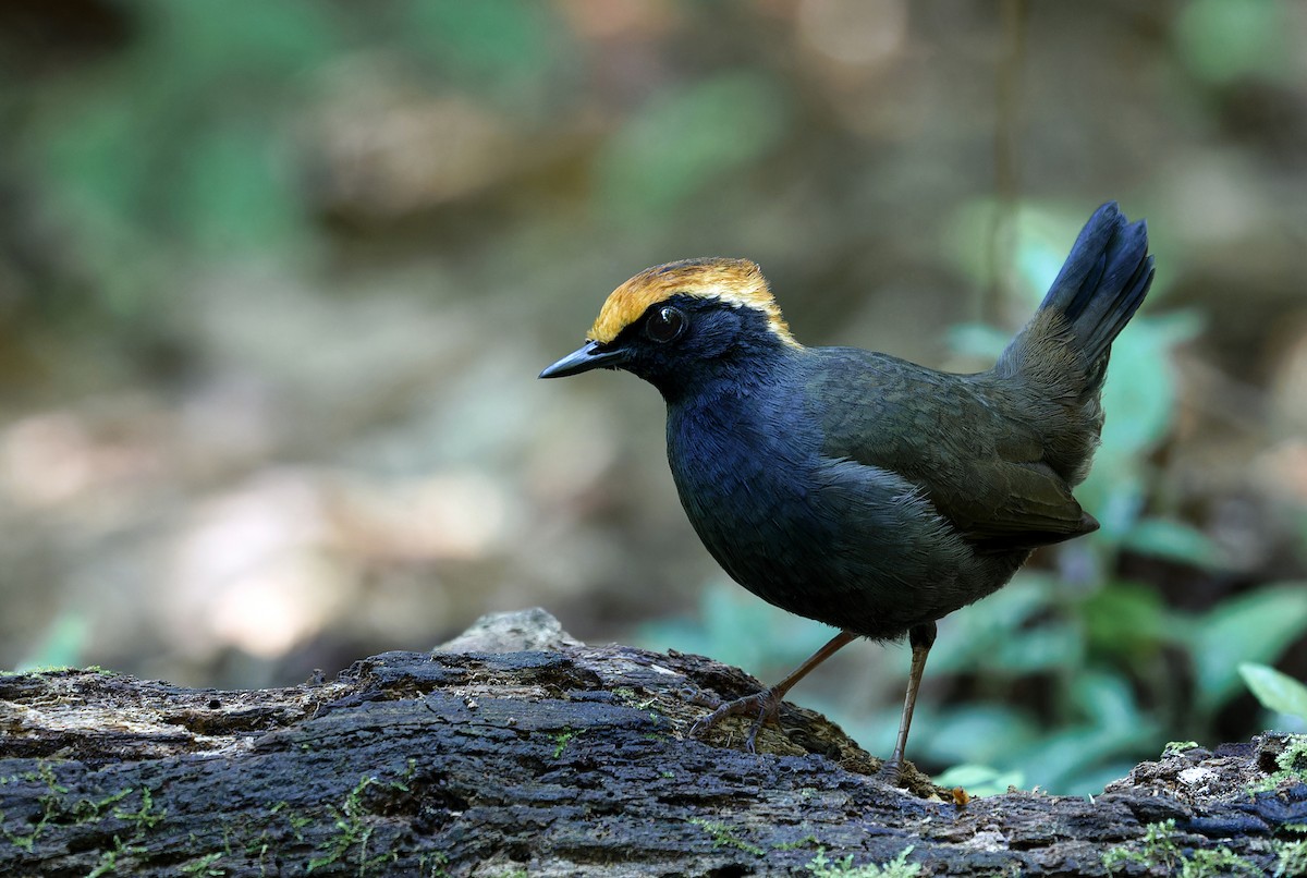 Rufous-capped Antthrush - Alexandre Gualhanone