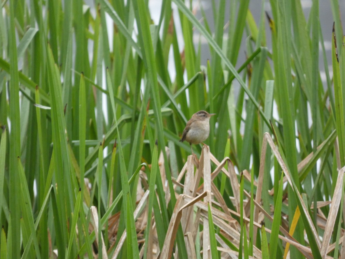 Marsh Wren - Stephanie Delaney