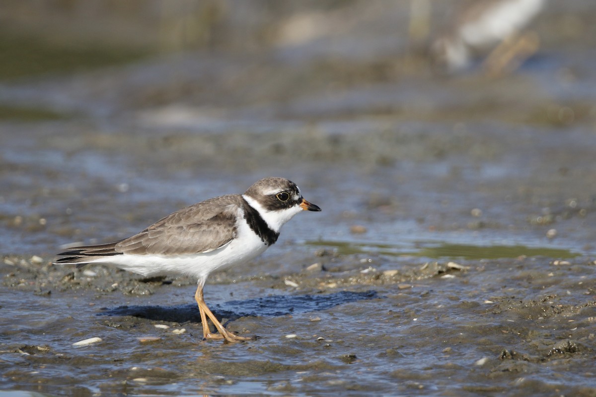 Semipalmated Plover - Blair Clark