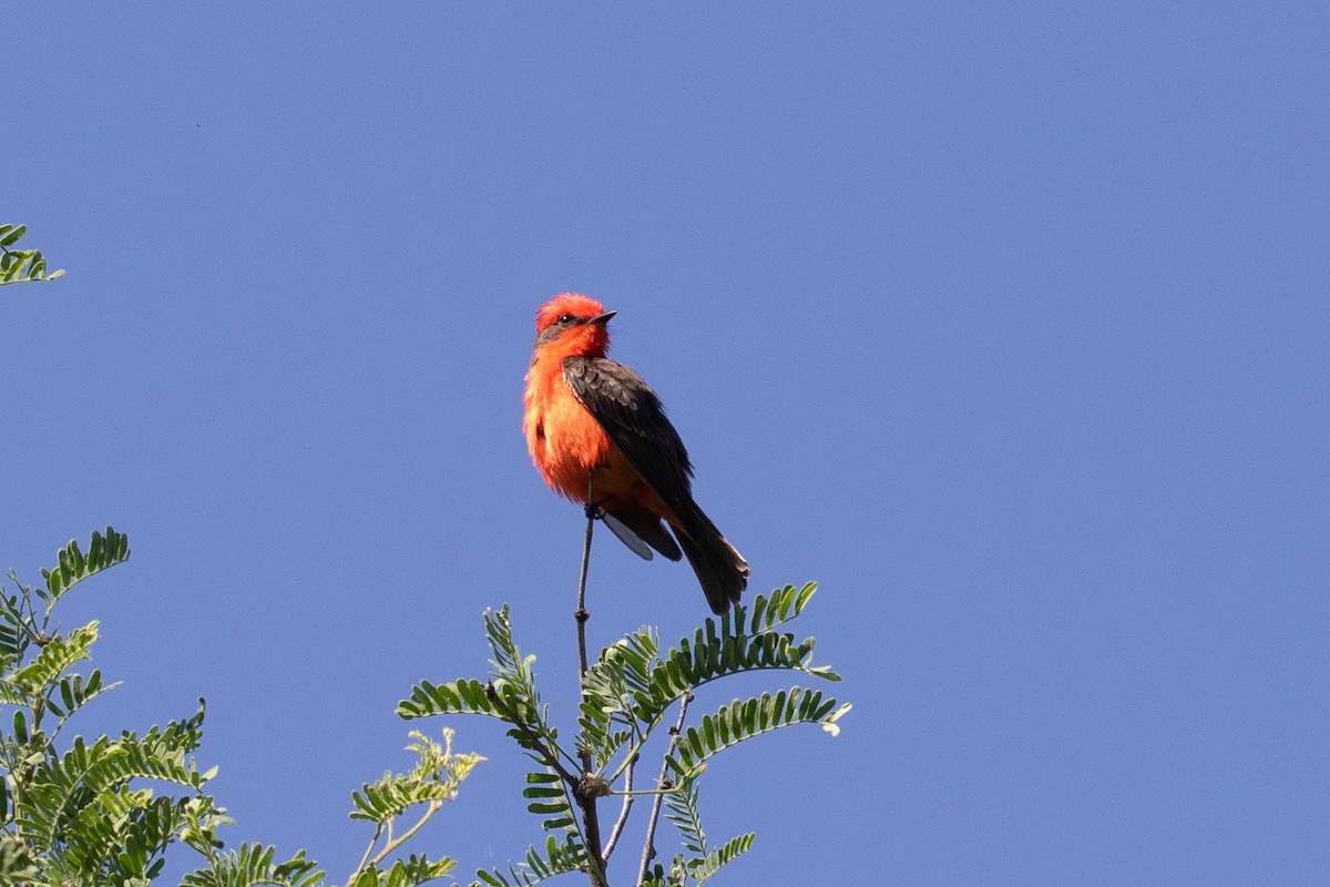 Vermilion Flycatcher - Chris Farmer