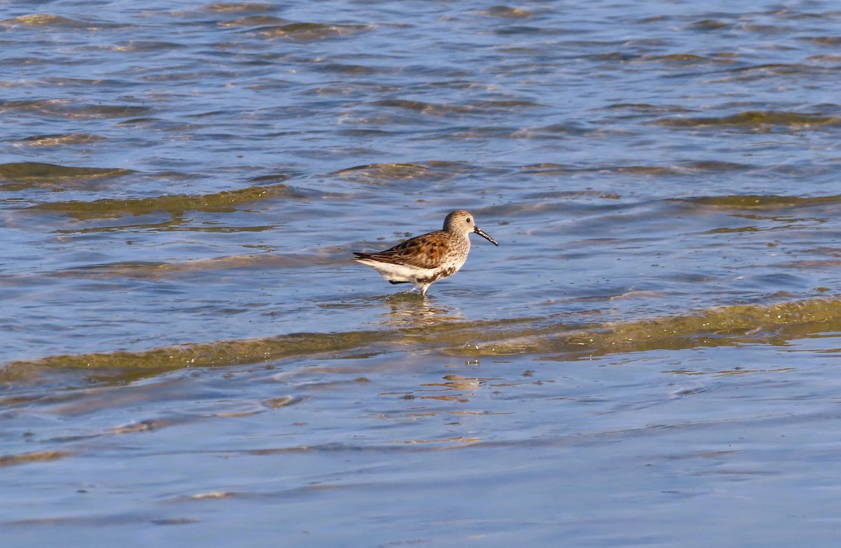 Dunlin - ML619243029