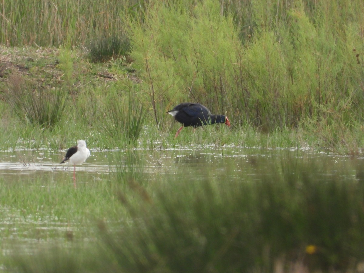 Western Swamphen - Anqi Xu