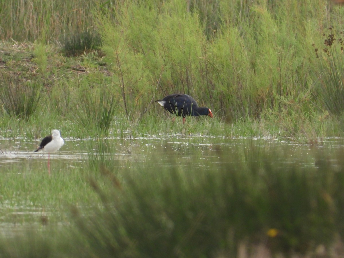 Western Swamphen - Anqi Xu