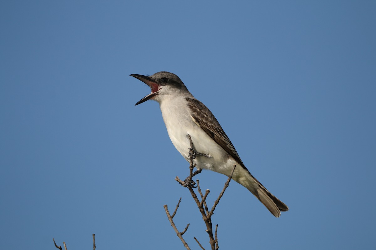 Gray Kingbird - ML619243040