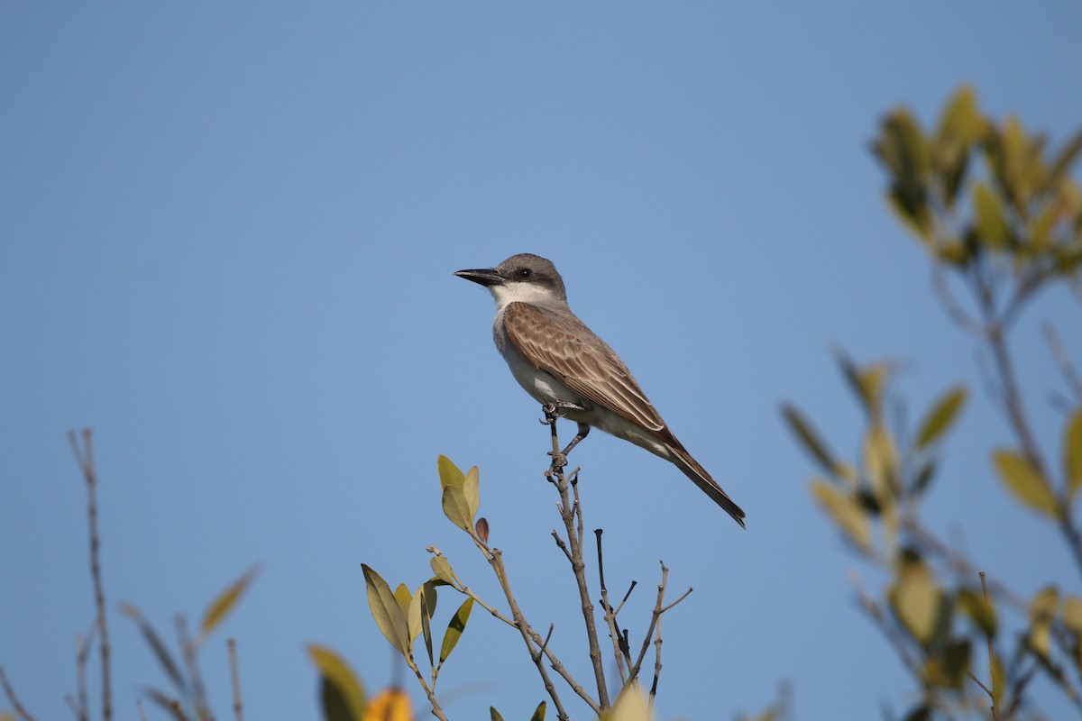 Gray Kingbird - Blair Clark