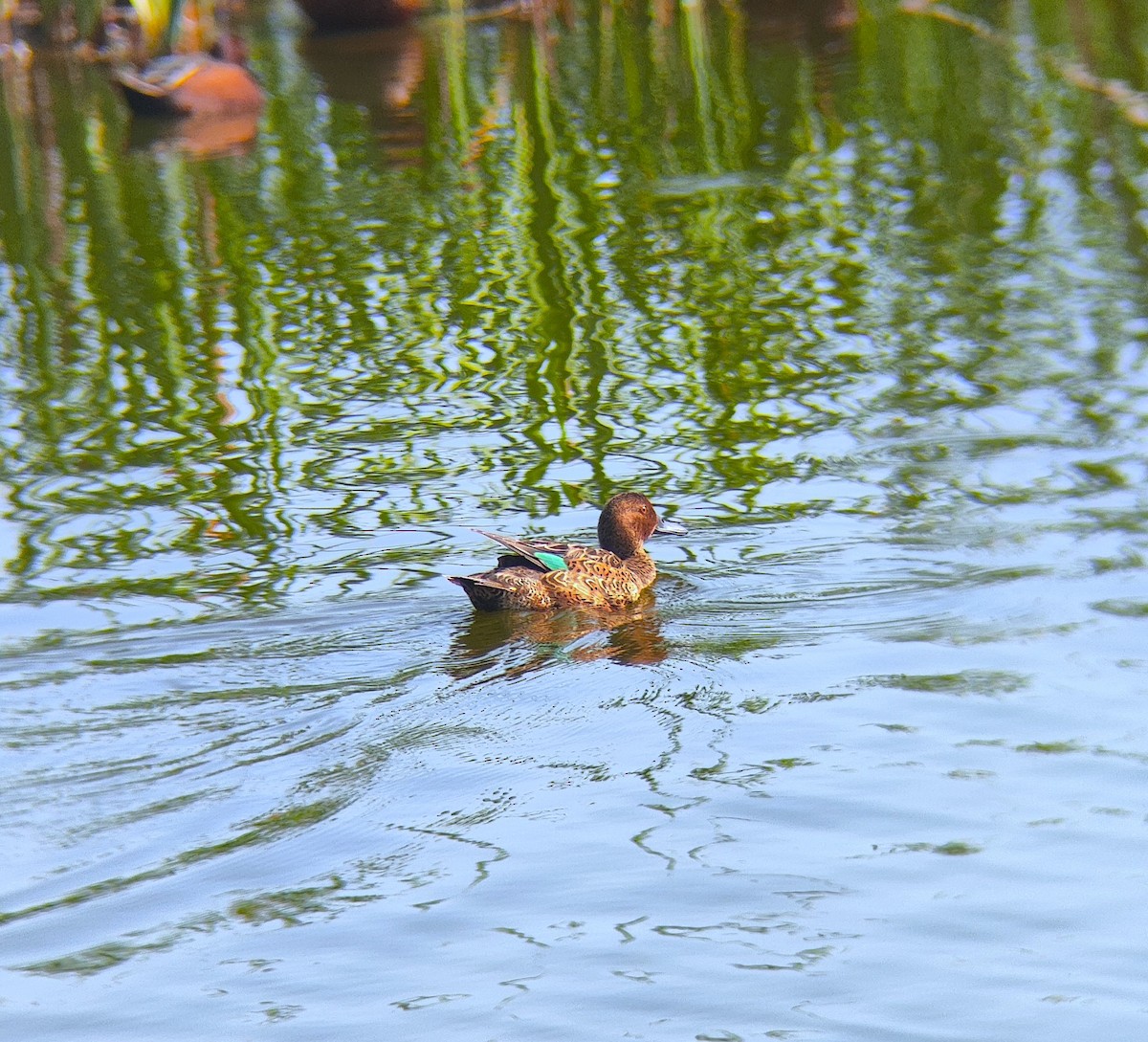 Cinnamon Teal - Carlos Castro