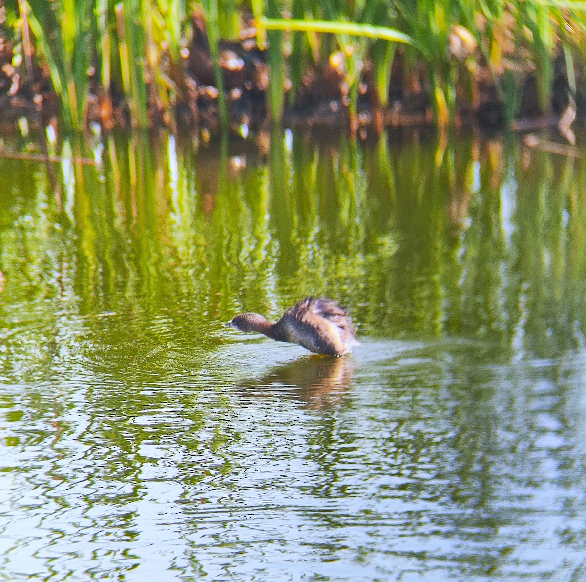 Pied-billed Grebe - Carlos Castro