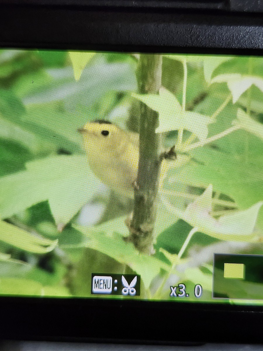 Wilson's Warbler - ML619243063