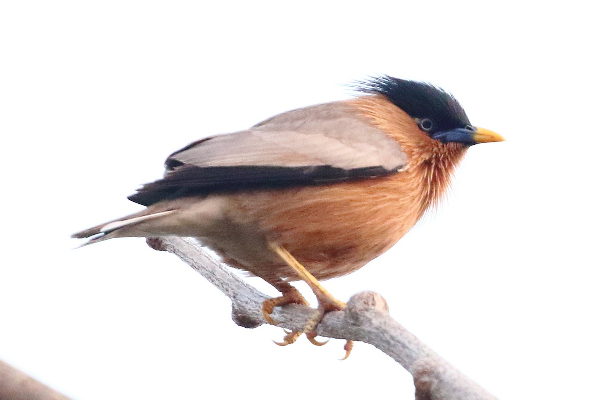 Brahminy Starling - Christopher Escott