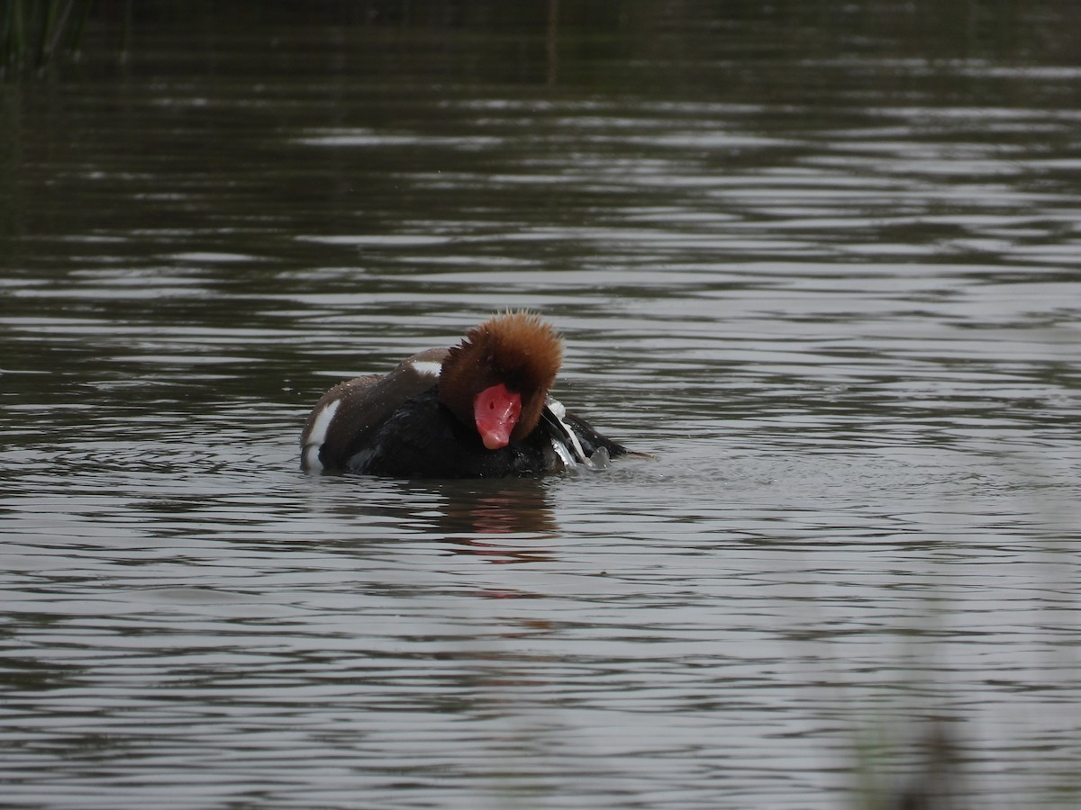 Red-crested Pochard - Anqi Xu