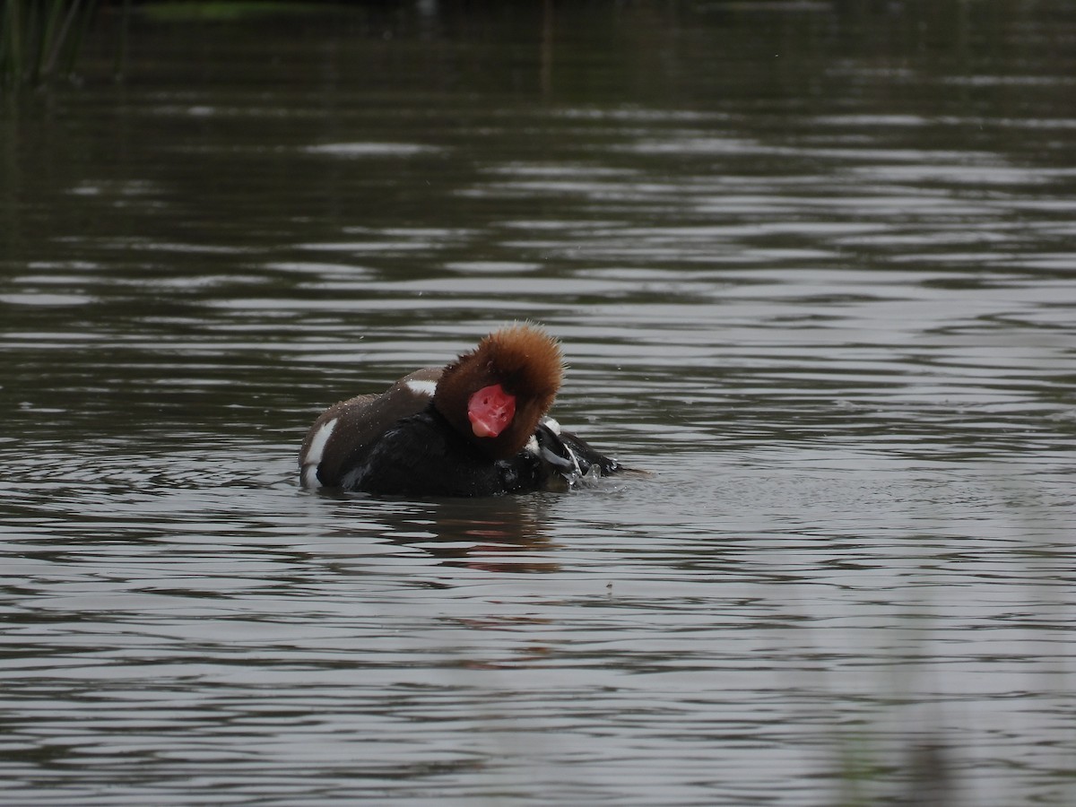 Red-crested Pochard - Anqi Xu