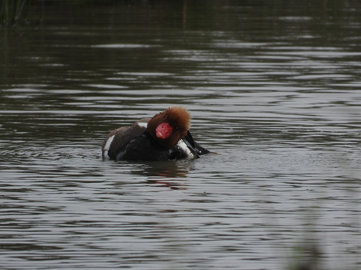 Red-crested Pochard - Anqi Xu