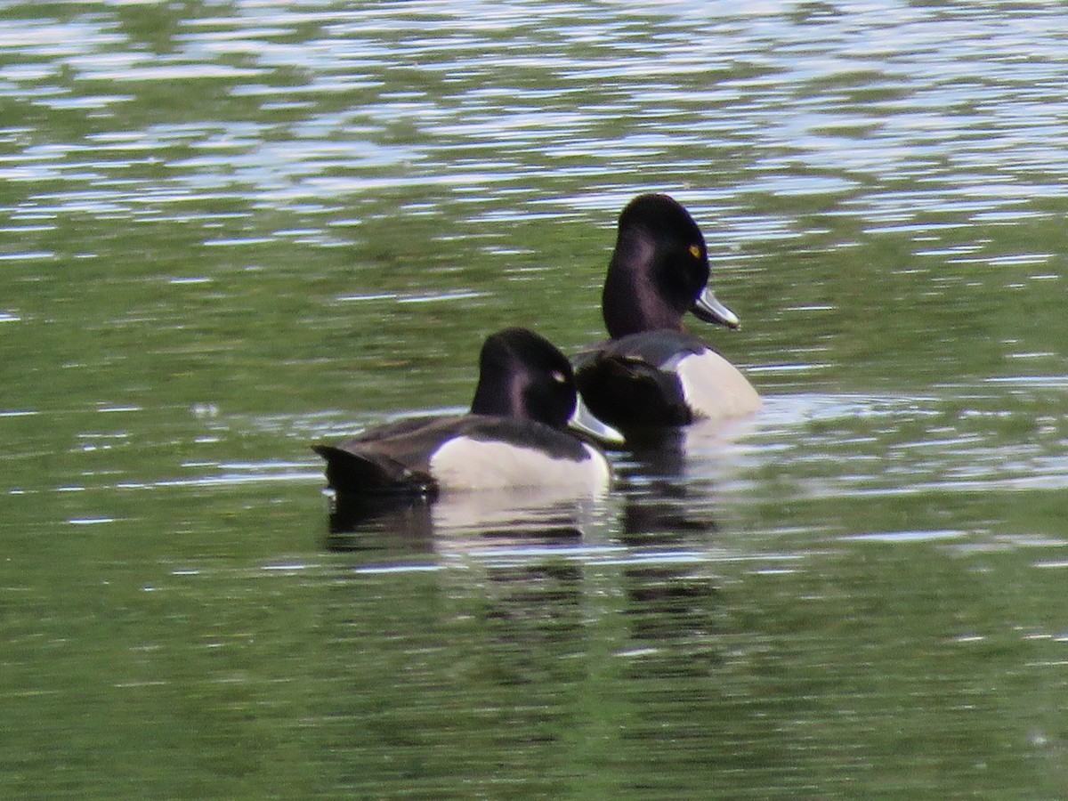 Ring-necked Duck - Mark Sopko