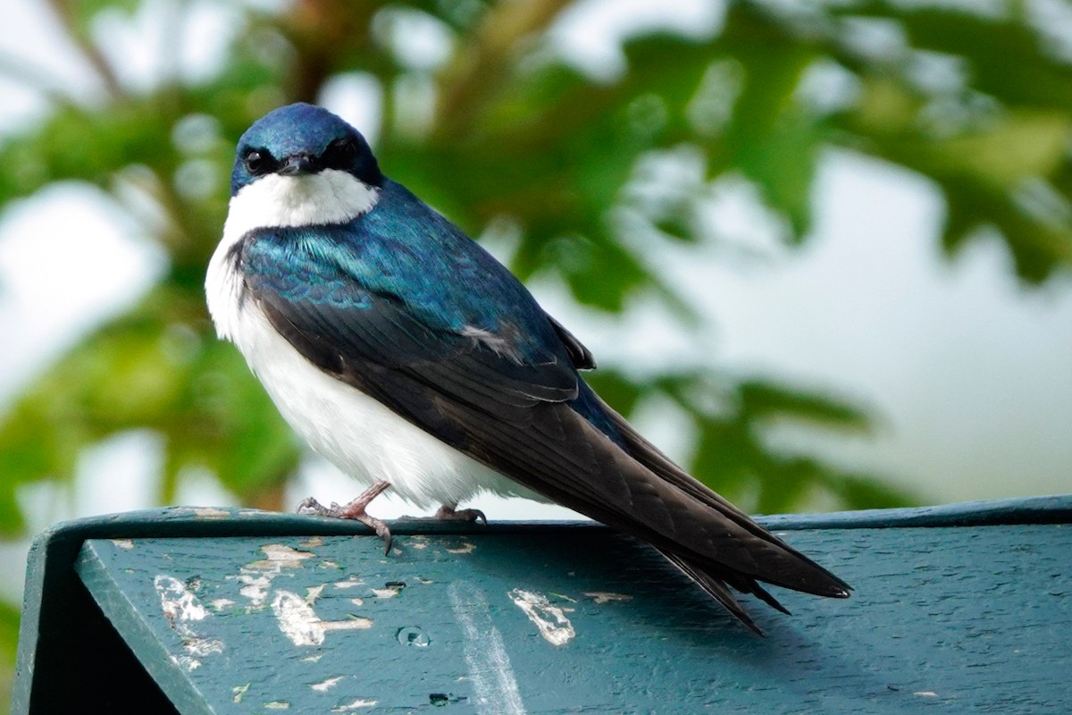 Tree Swallow - Louise Courtemanche 🦅
