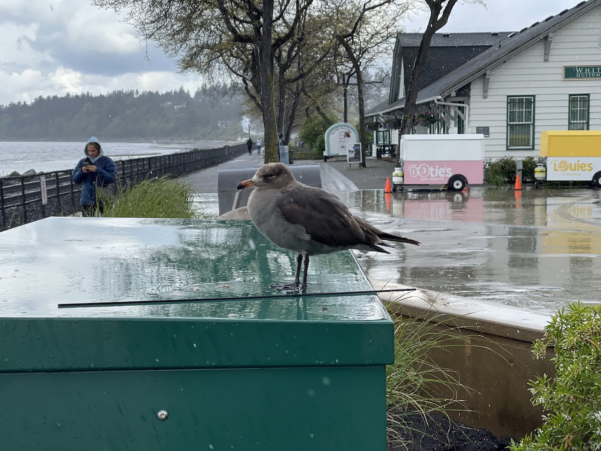 Heermann's Gull - Ethan Moon