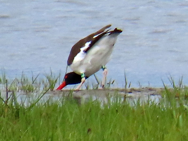 American Oystercatcher - Karen Lebing