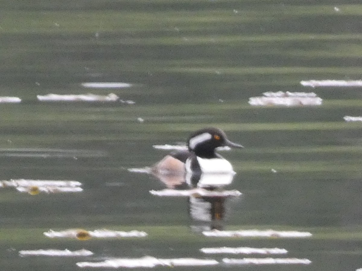 Hooded Merganser - Stephanie Delaney