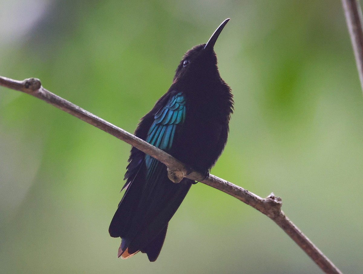 Purple-throated Carib - Pam Rasmussen