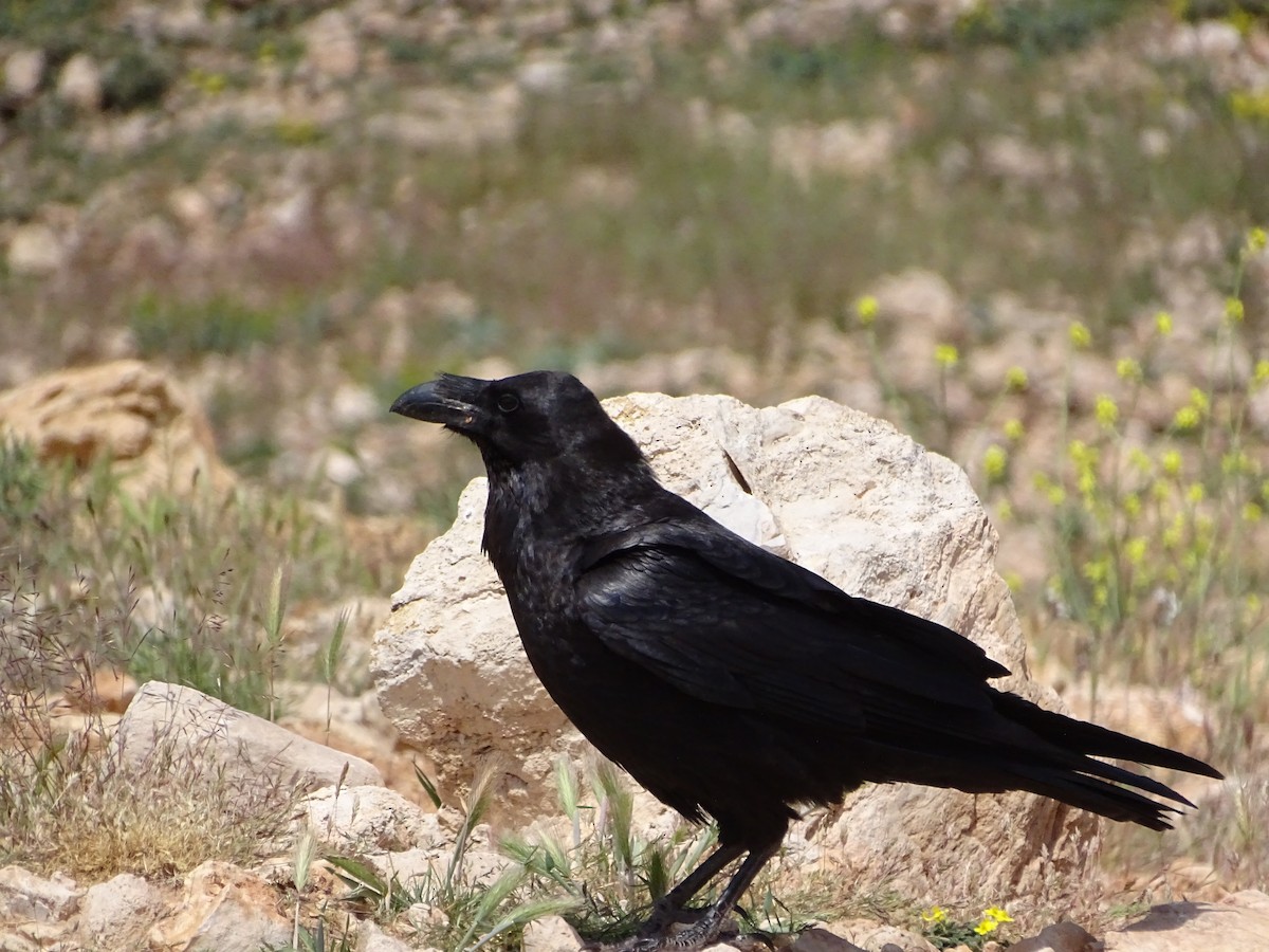 Common Raven - Léo-Paul Godderis 🦜
