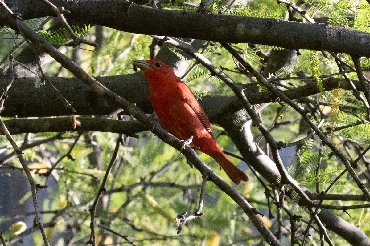 Summer Tanager - Chris Farmer