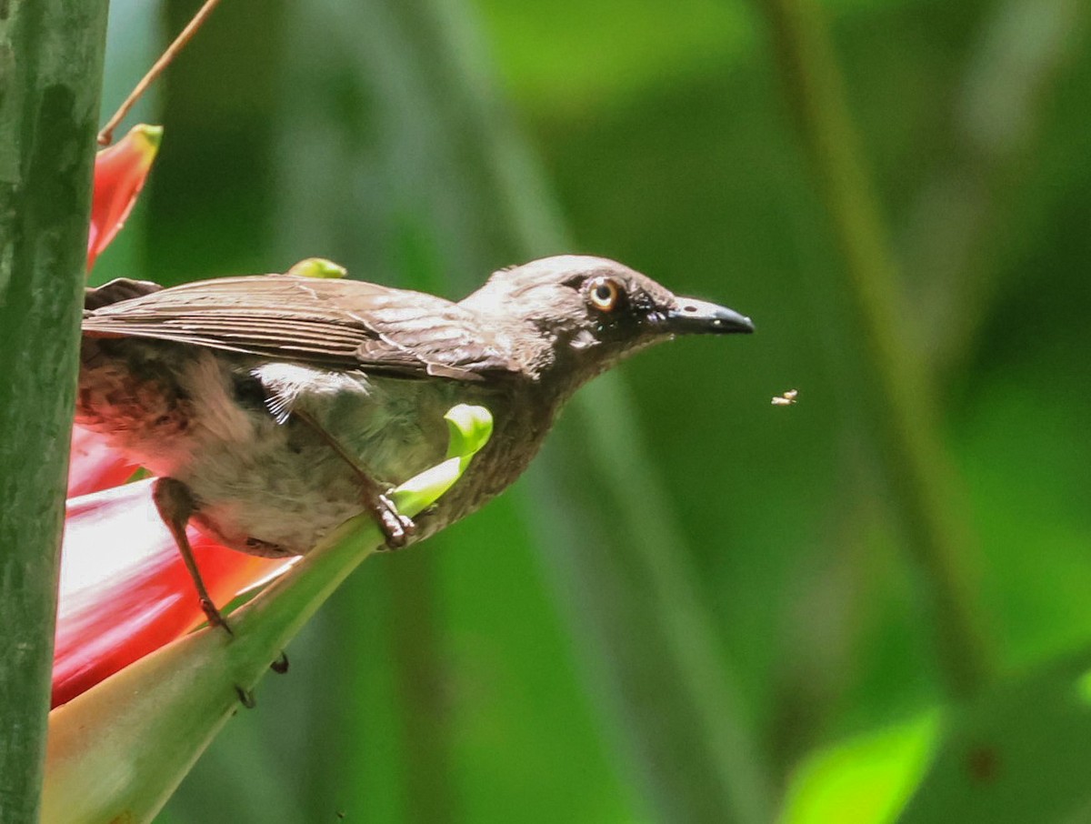 Scaly-breasted Thrasher - ML619243165