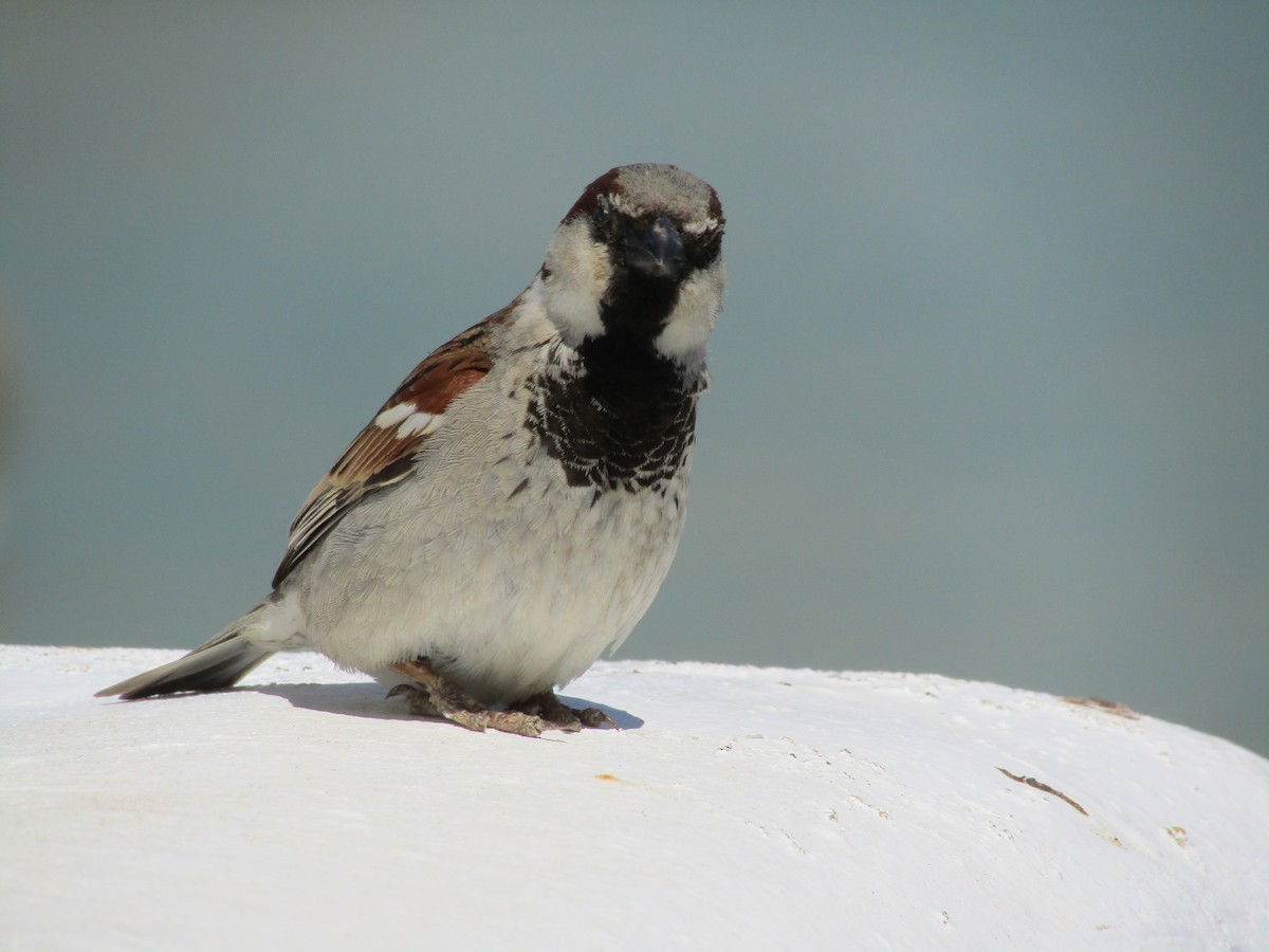 House Sparrow - David Hain