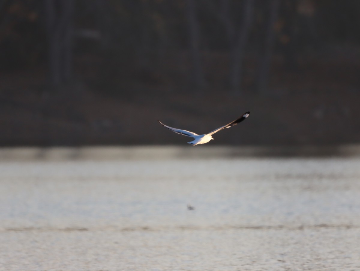 Andean Gull - Mario Reyes