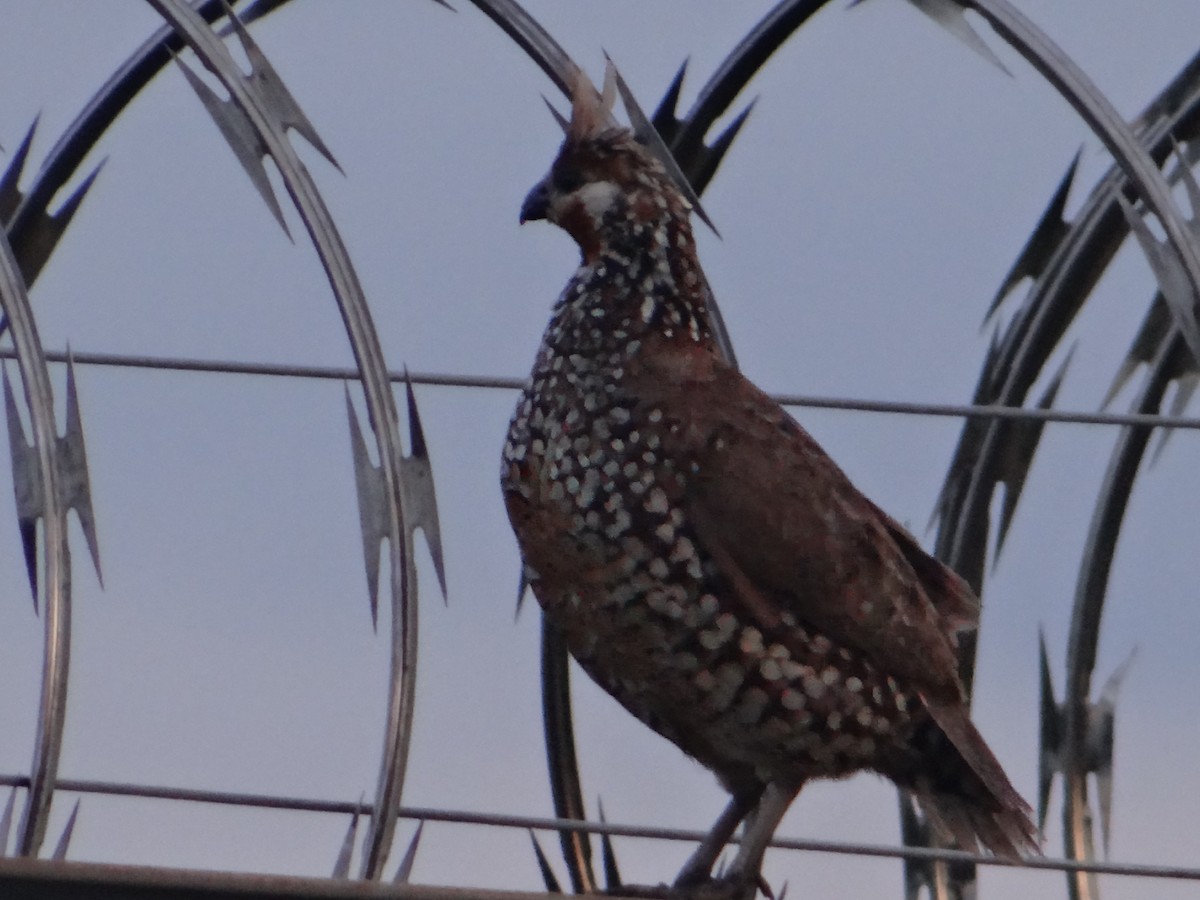 Crested Bobwhite - ML619243182