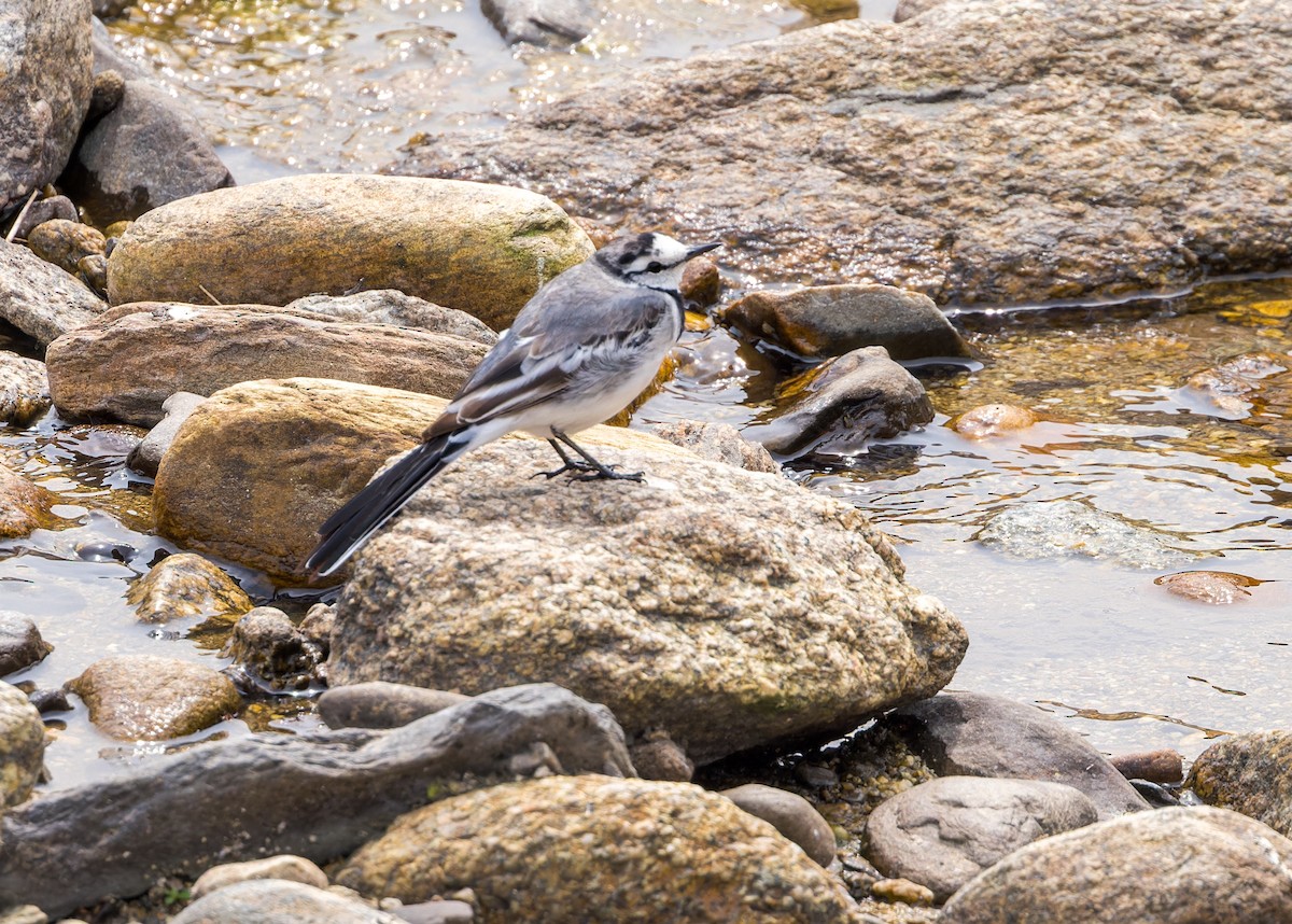 White Wagtail - ML619243194