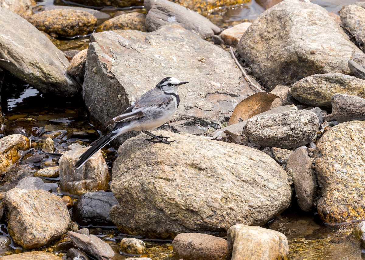 White Wagtail - ML619243200