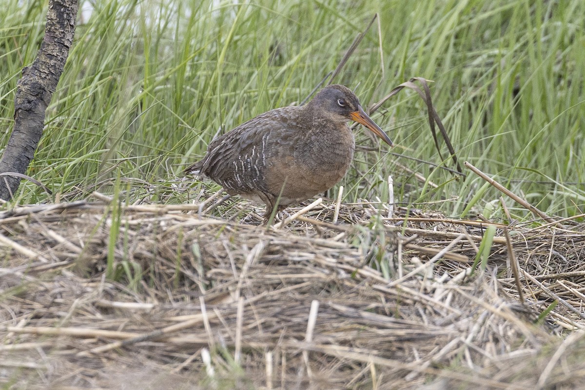 Clapper Rail - Kris Long