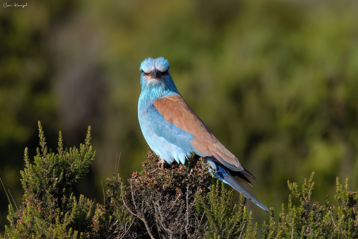 European Roller - ML619243221