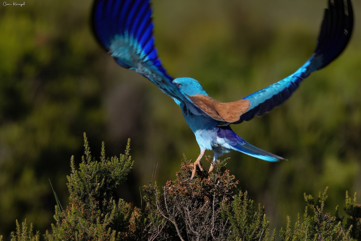 European Roller - ML619243223