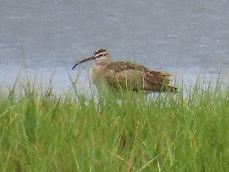 Whimbrel (Hudsonian) - Karen Lebing