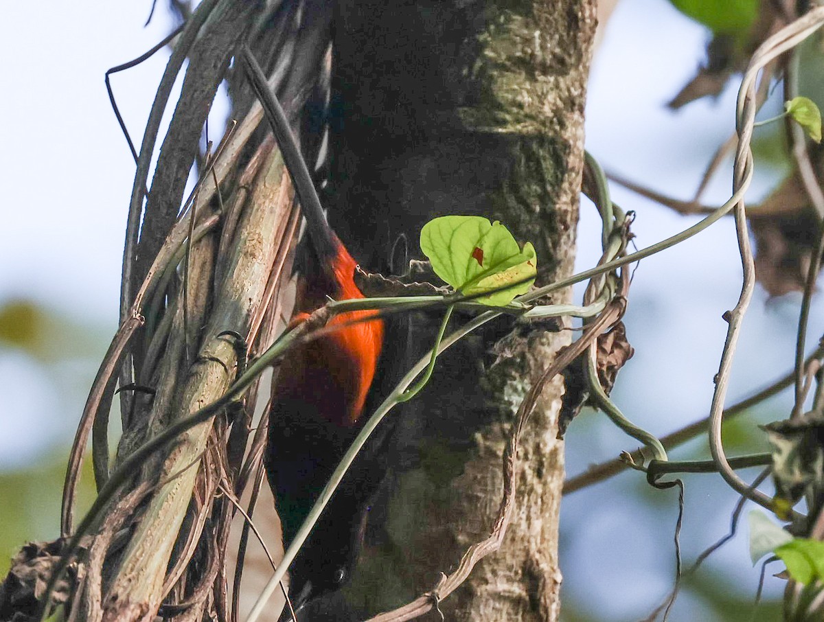 Martinique Oriole - Pam Rasmussen