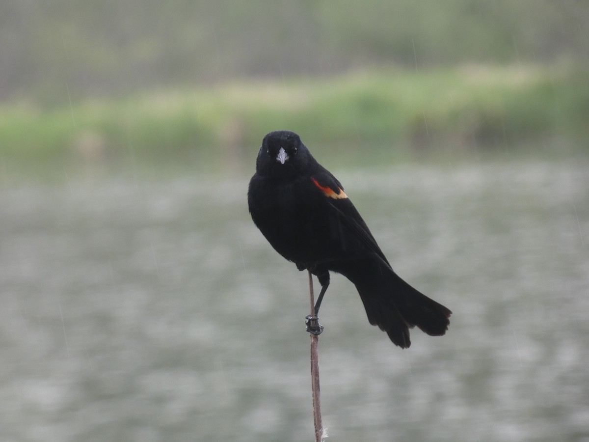 Red-winged Blackbird - ML619243254