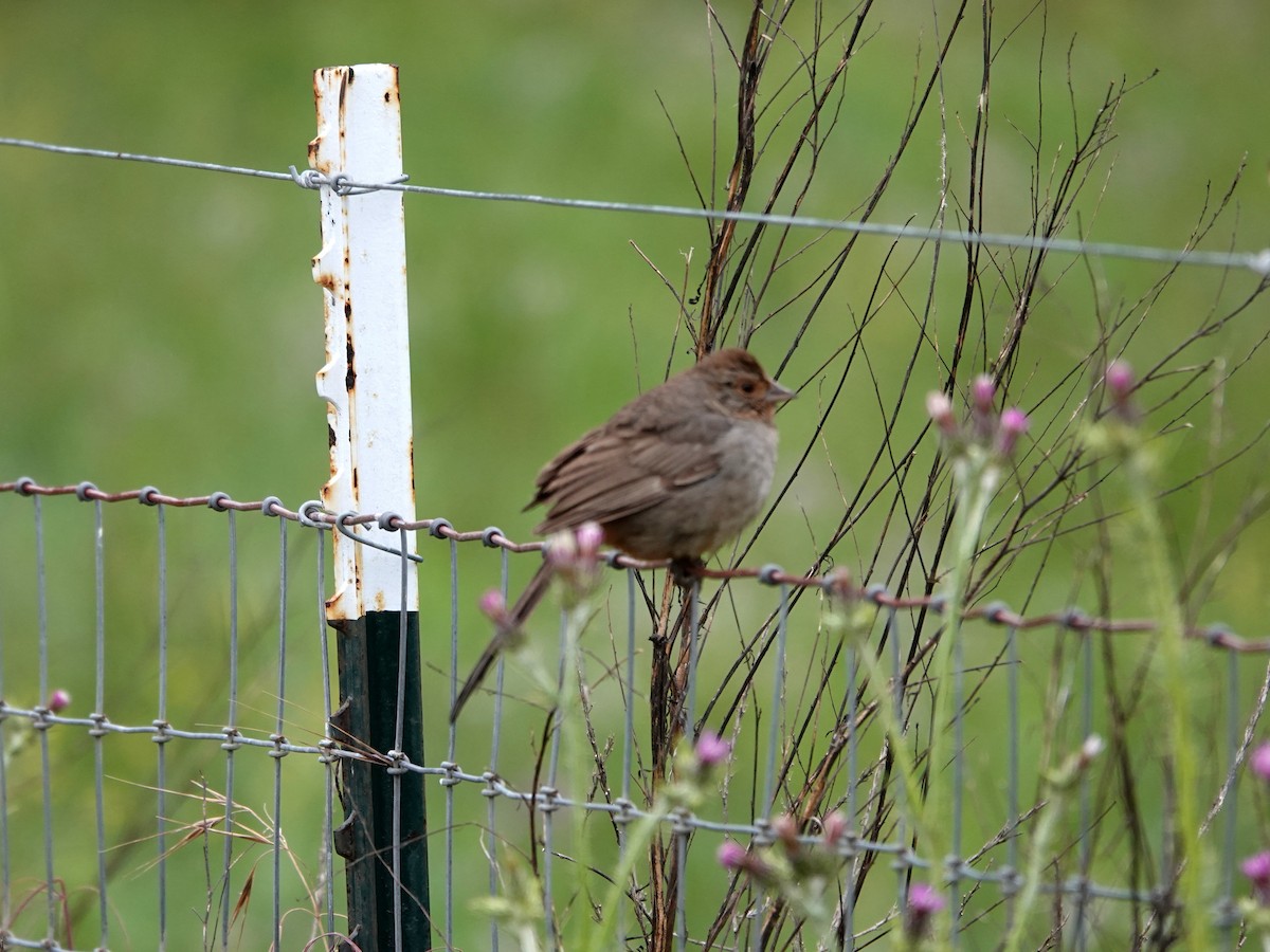 California Towhee - Norman Uyeda