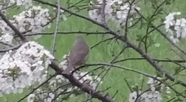 Red-eyed Vireo - Audrey McIlraith