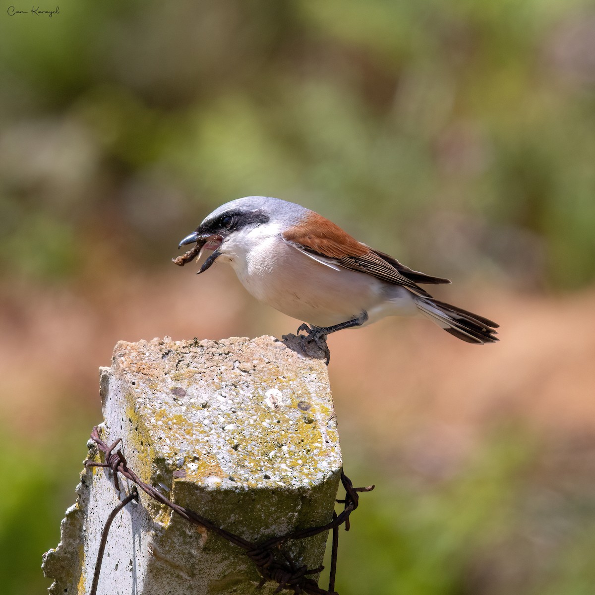 Red-backed Shrike - Can Karayel