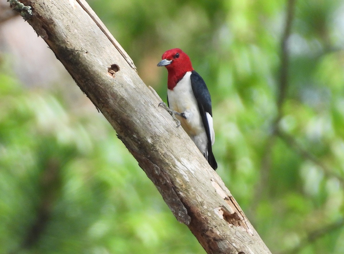 Red-headed Woodpecker - Christine Rowland