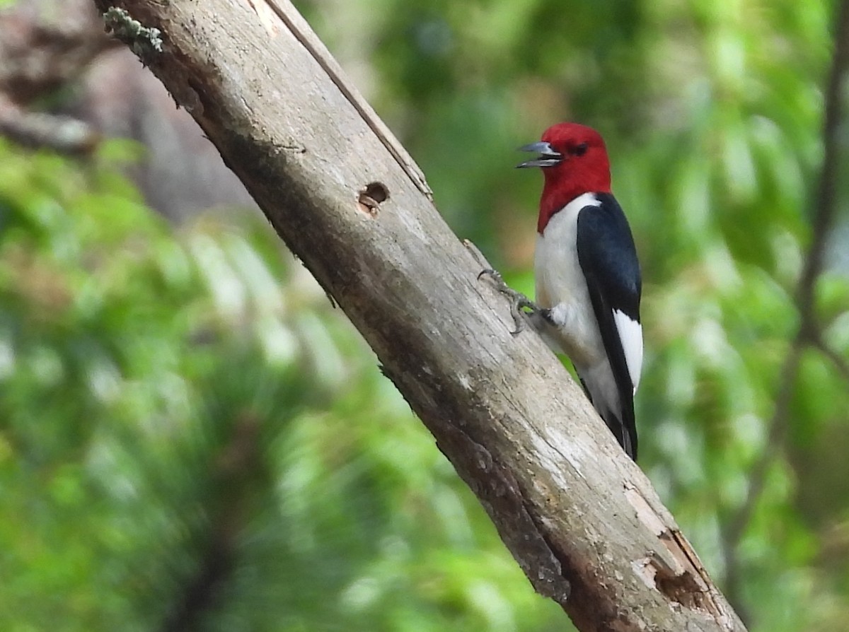 Red-headed Woodpecker - Christine Rowland