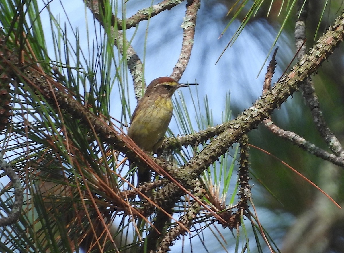 Palm Warbler - Christine Rowland