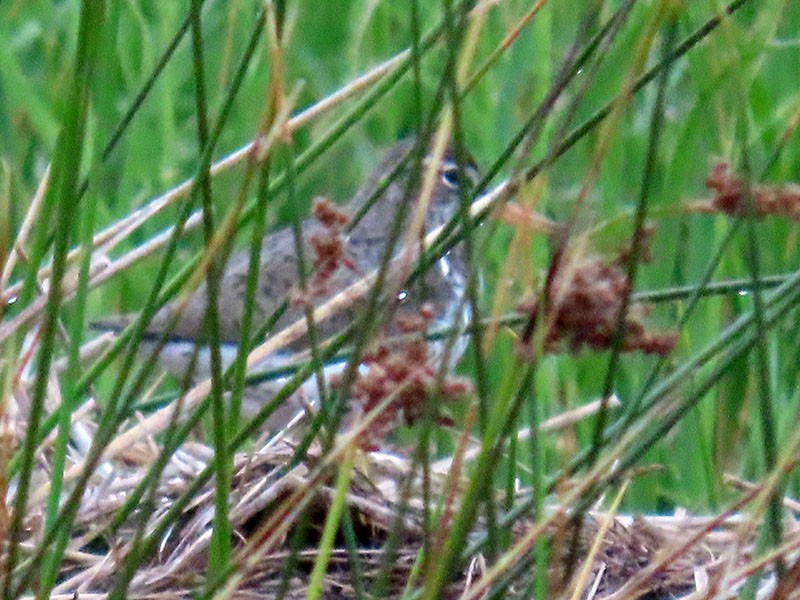 Spotted Sandpiper - Karen Lebing