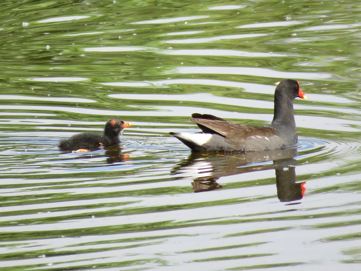 Common Gallinule - Mark Sopko