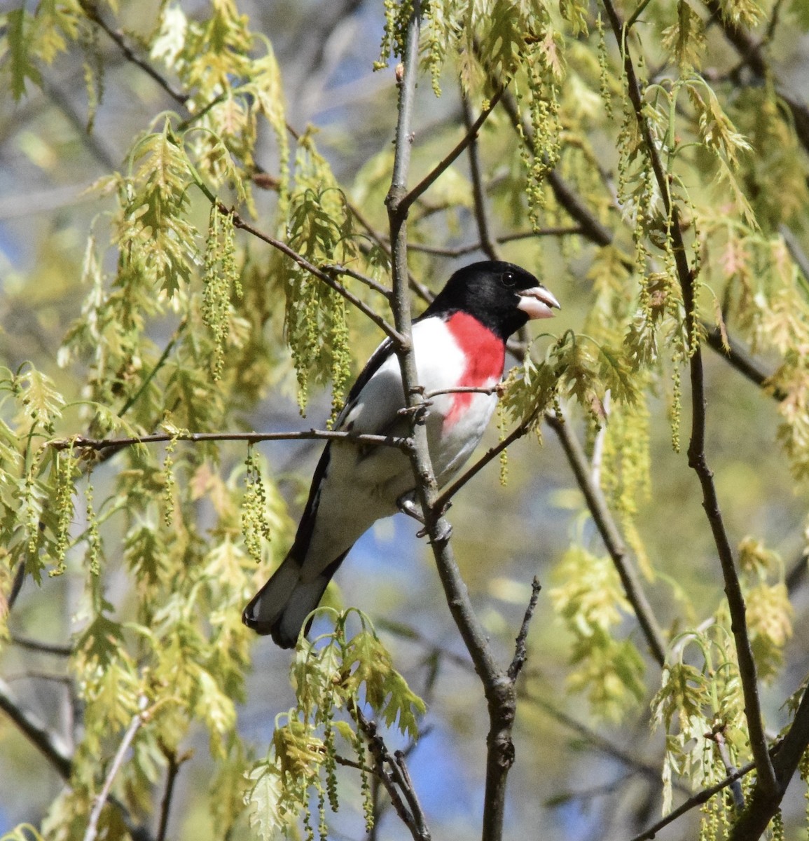 Rose-breasted Grosbeak - ML619243289