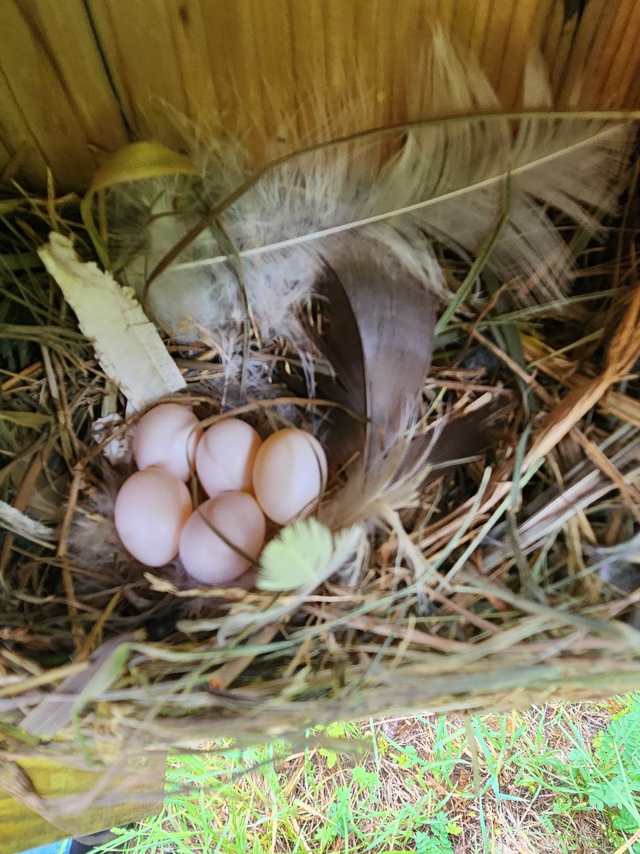 Golondrina Bicolor - ML619243296