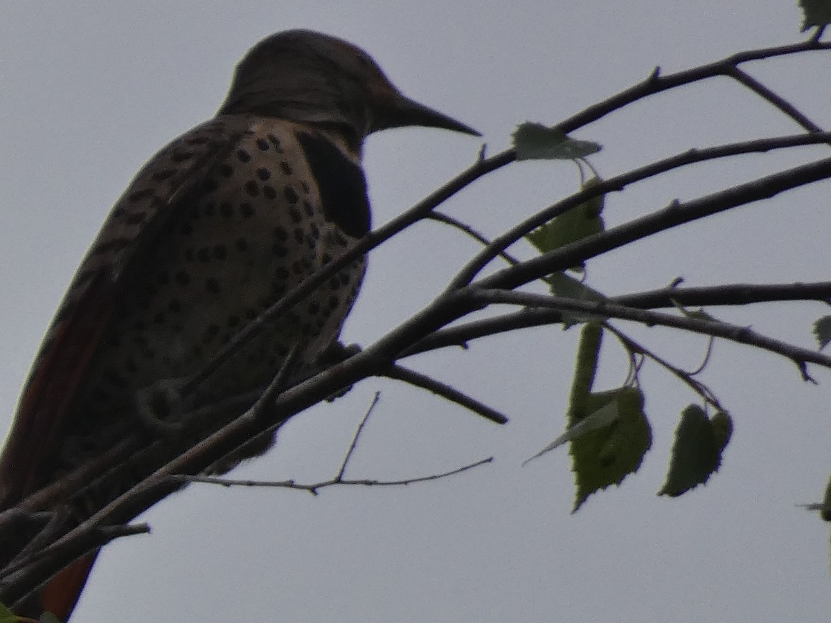 Northern Flicker - ML619243303